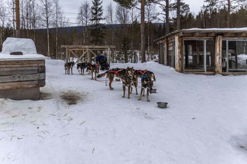 Ljørdalen - Trysil: Guided Dog Sledding Tour with lunch - What Is the Ljørdalen Dog Sledding Tour About?