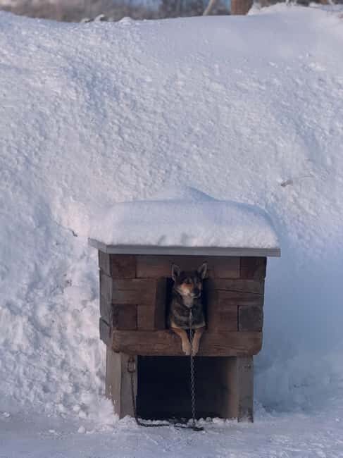 Ljørdalen - Trysil: Guided Dog Sledding Tour with lunch - The Campfire and Lunch Break