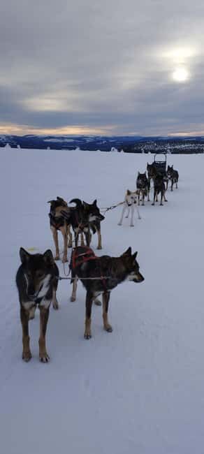 Ljørdalen - Trysil: Guided Dog Sledding Tour with lunch - The Value of the Experience