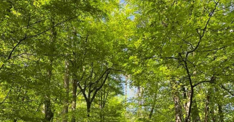 Ljubljana: Green tour and forrest personal experience - The Experience in Detail