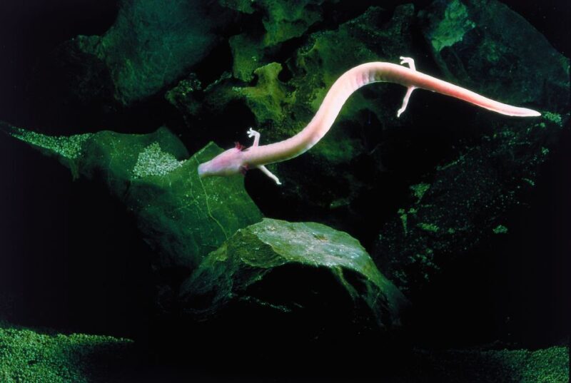 Ljubljana: Postojna Cave & Predjama Castle Tickets and Tour - An Honest Look at the Experience