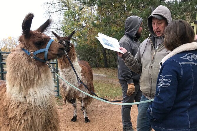 Llama Encounter - Key Points