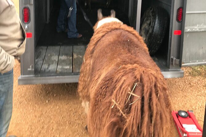 Llama Encounter - Authentic Reviews from Visitors