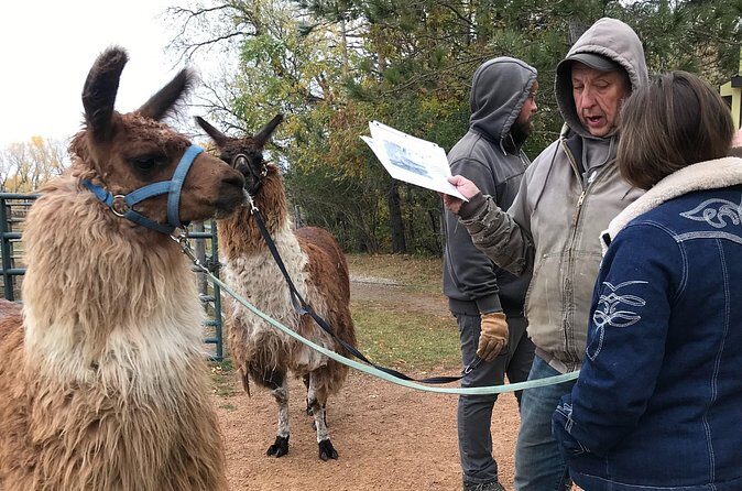 Llama Encounter - Possible Downsides to Keep in Mind