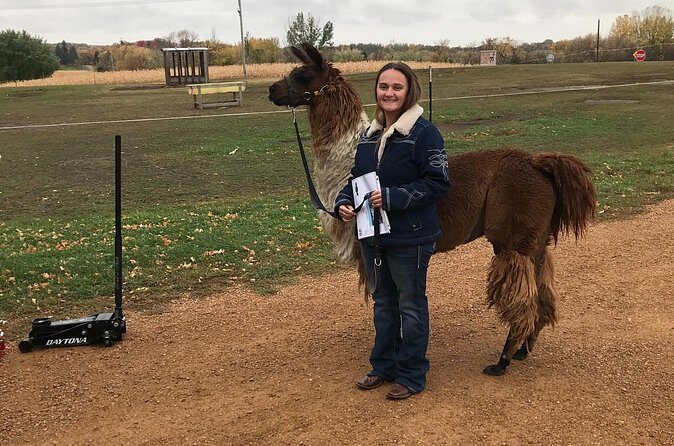 Llama Encounter - Who Would Love This Experience?