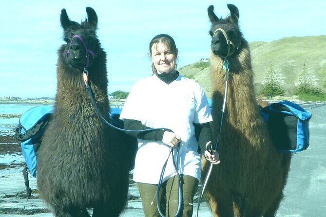 Llama Trek (Half-day) - Kaikoura Bay, Beaches & Seal Colony - Exploring the Llama Trek in Kaikoura: A Practical Guide
