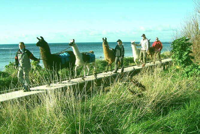 Llama Trek (Half-day) - Kaikoura Bay, Beaches & Seal Colony - Key Points