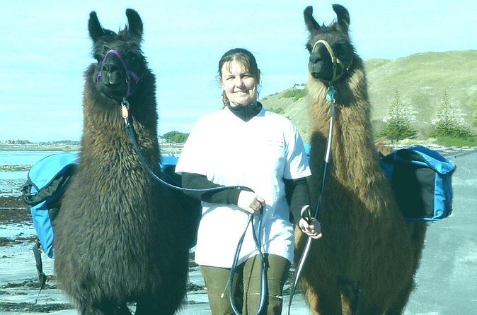 Llama Trek (Half-day) - Kaikoura Bay, Beaches & Seal Colony - Who Should Consider This Tour?