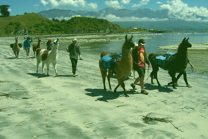 Llama Trek (Half-day) - Kaikoura Bay, Beaches & Seal Colony - Frequently Asked Questions