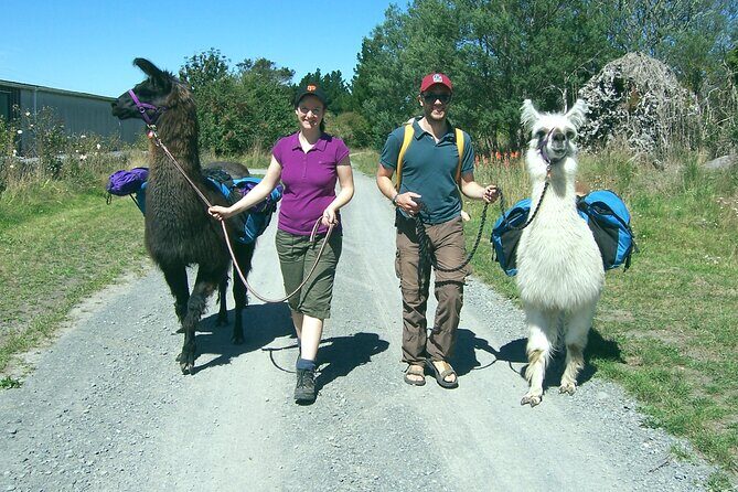 Llama Trek (Taster) - Kowhai River Valley and Native Woodland Tour - Final Thoughts