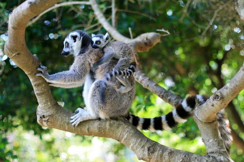 Lloc de Menorca Animal Park: Wildlife & Nature Experience - What You Can Expect During Your Visit