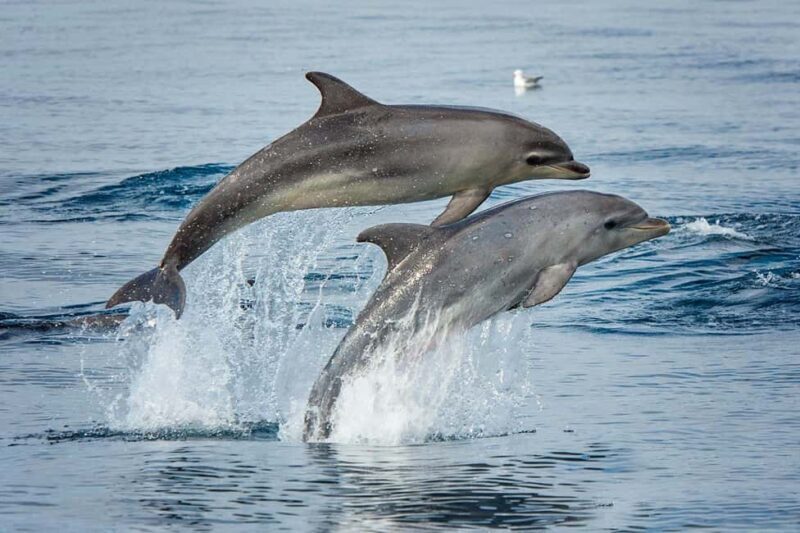 Lobosonda Ribeira Brava whale watching tour - Key Points