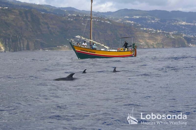 Lobosonda Ribeira Brava whale watching tour - What Makes This Tour Special?