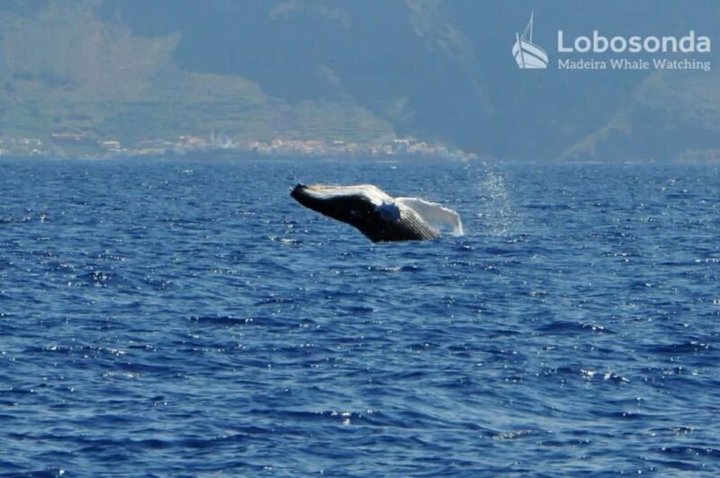 Lobosonda Ribeira Brava whale watching tour - The Sum Up