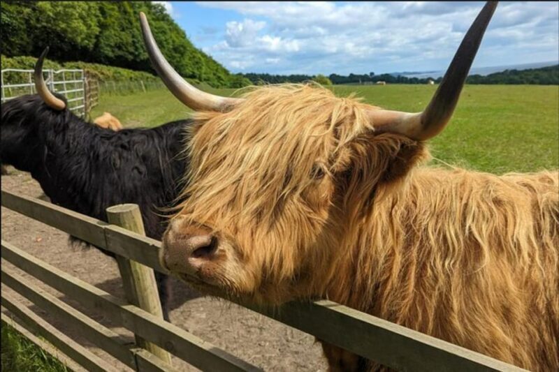 Loch Lomond Highland Cows Victorian Town Half-Day Tour - A Closer Look at the Experience