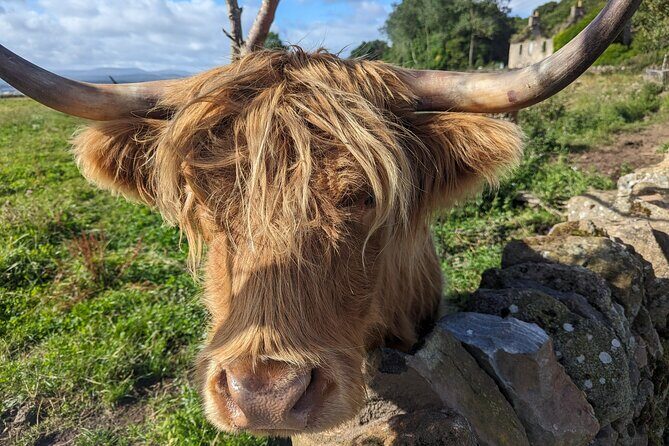 Loch Lomond, Highland Cows, Victorian Town, Kelpies Half-Day Tour - What’s Included and What to Expect