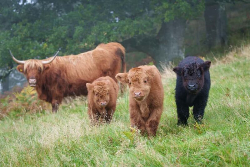 Loch Lomond & Trossachs: Highland Cow Experience with cake - Key Points