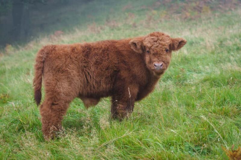 Loch Lomond & Trossachs: Highland Cow Experience with cake - Learning About Sustainable and Regenerative Farming