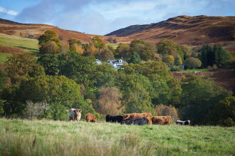 Loch Lomond & Trossachs: Highland Cow Experience with cake - The Off-Road Ride