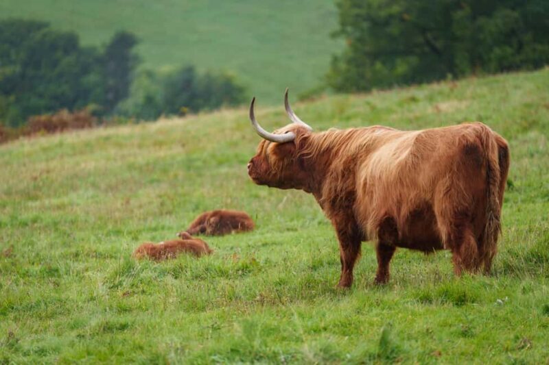 Loch Lomond & Trossachs: Highland Cow Experience with cake - The Views and Photo Opportunities