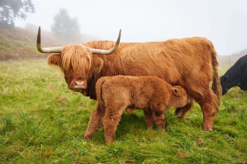 Loch Lomond & Trossachs: Highland Cow Experience with cake - Ending with Homemade Treats