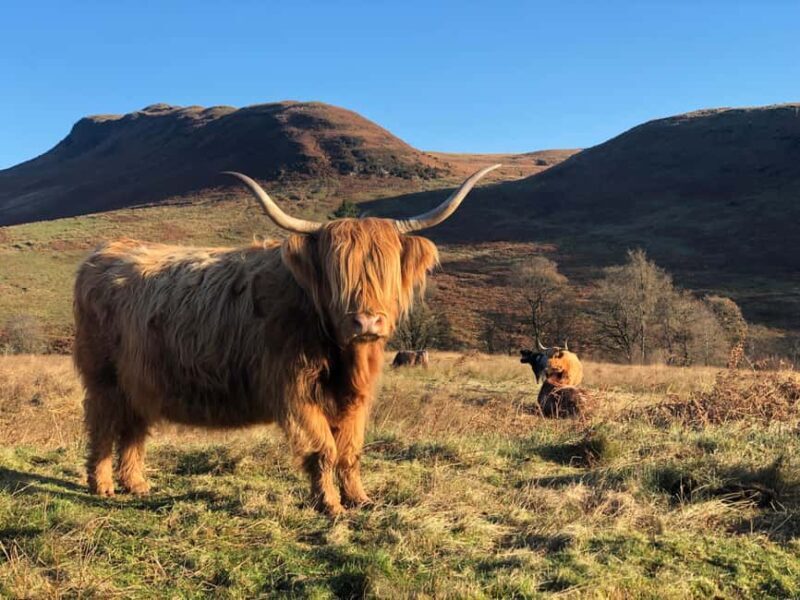 Loch Lomond & Trossachs: Highland Cow Experience with cake - Practical Details: What You Need to Know