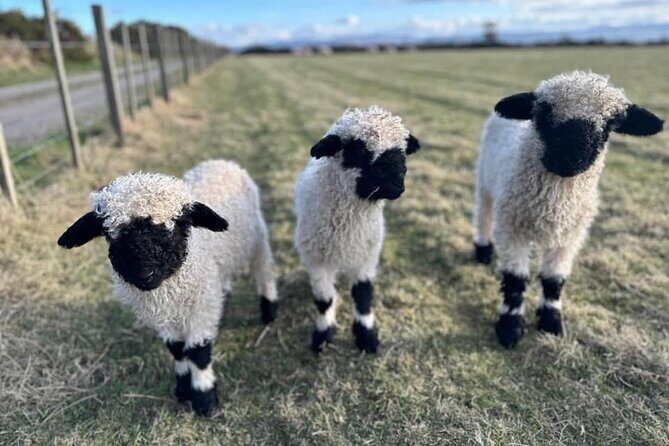 Loch Ness, Culloden, Clava and whisky/gin tour from Inverness. - A Detailed Look at the Tour Experience