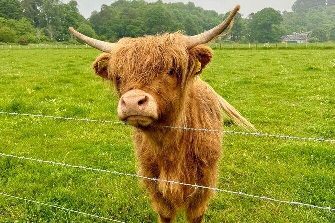 Loch Ness, Culloden, Clava and whisky/gin tour from Inverness. - The Bottom Line