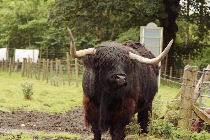 Loch Ness, Glencoe and The Scottish Highlands Tour from Edinburgh - Final Thoughts