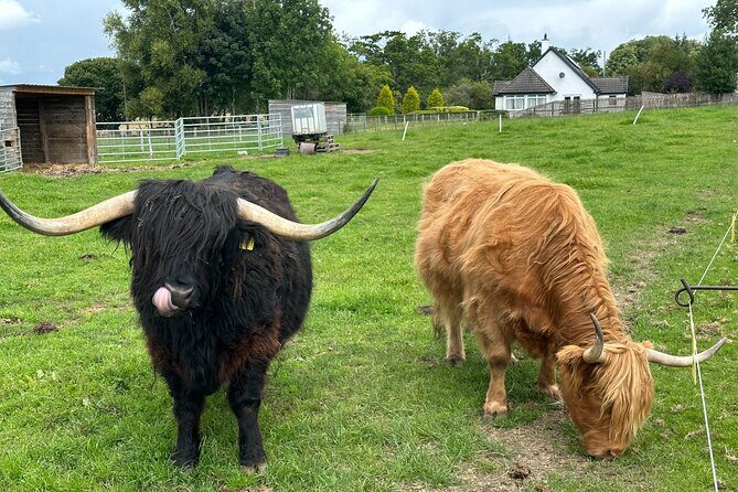 Loch Ness Tour: Day Trip to Loch Ness, Outlander Sites and More - Discovering the Loch Ness Tour: A Detailed Look at a Well-Rated Highland Adventure