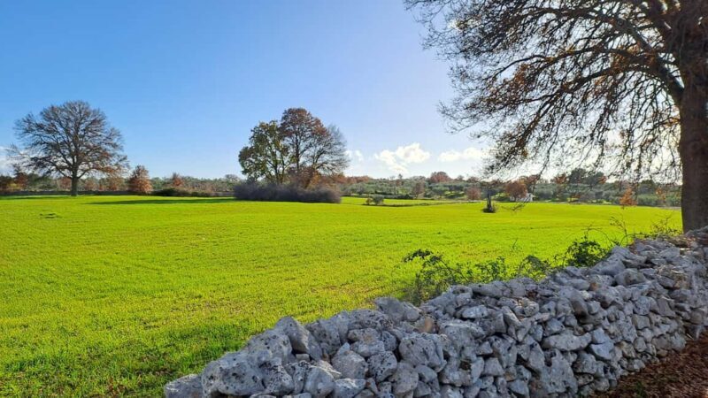 Locorotondo: E-Bike Tour to Alberobello with Ice Cream - What to Expect in Terms of Comfort and Logistics