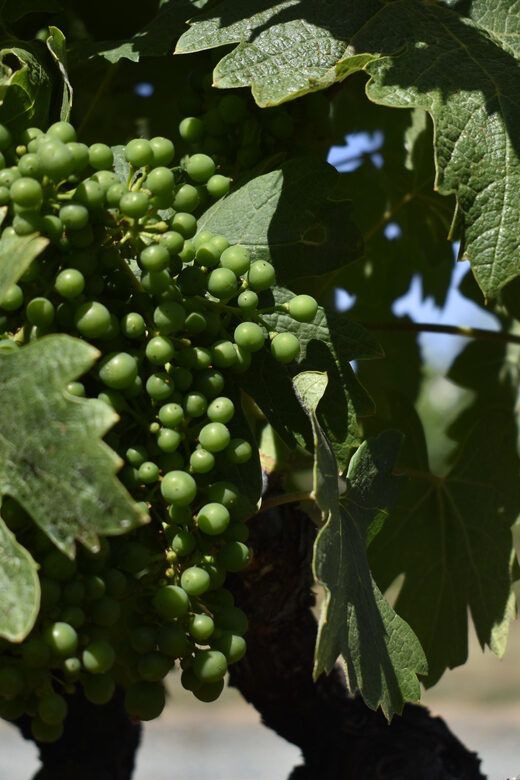 Lodi: Wine Tasting Tour Private Customized 1 -14 Group - Key Points