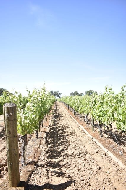 Lodi: Wine Tasting Tour Private Customized 1 -14 Group - What Is the Lodi Wine Tasting Tour All About?