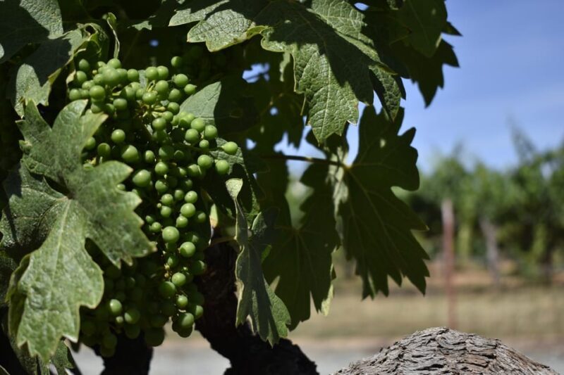 Lodi: Wine Tasting Tour Private Customized 1 -14 Group - The Cost and Its Value