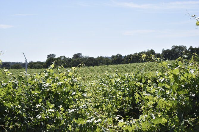 Lodi wine tasting tours Customized private 1 to 14 passenger - Key Points