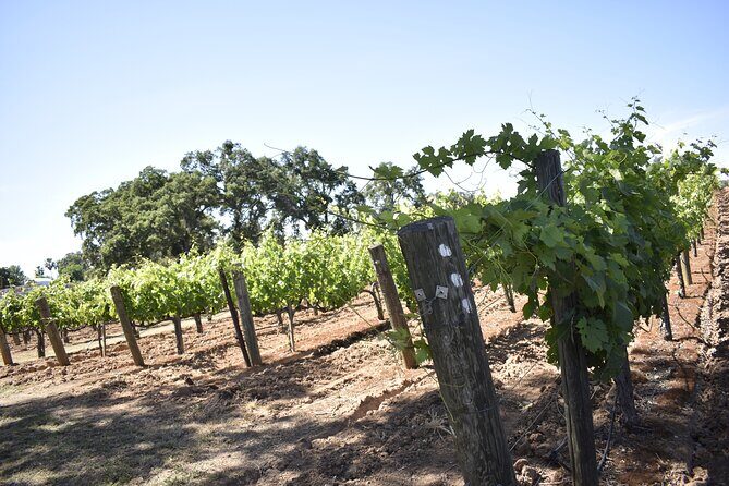 Lodi wine tasting tours Customized private 1 to 14 passenger - Why Consider This Tour?