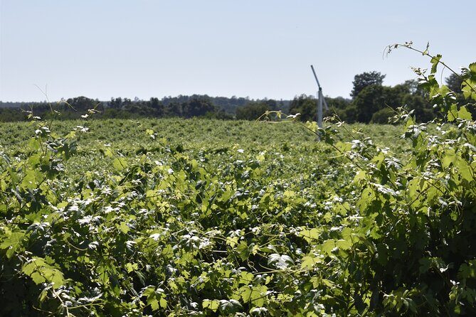 Lodi wine tasting tours Customized private 1 to 14 passenger - The Practicalities: Price, Duration, and Planning