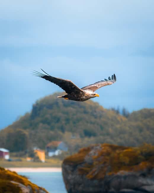 Lofoten: Chinese speaking photo tour - Svolvær to Å - Insights from Reviews