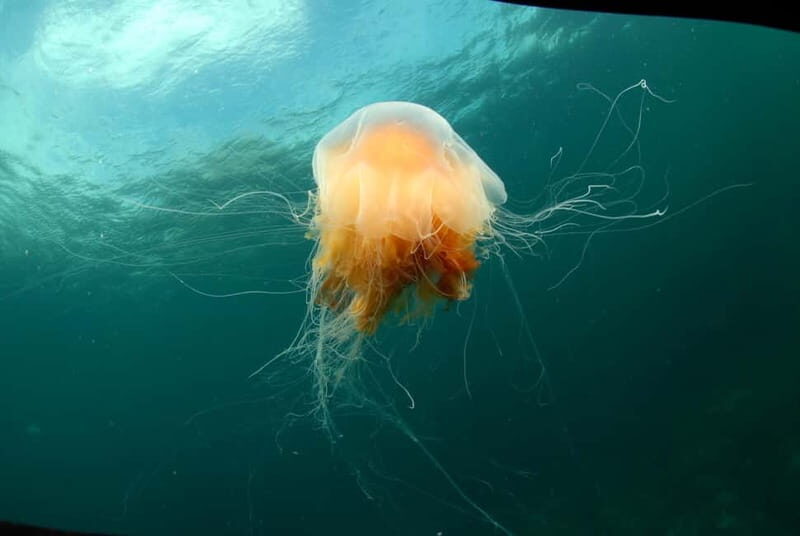 Lofoten: Family Snorkeling Tour - FAQ