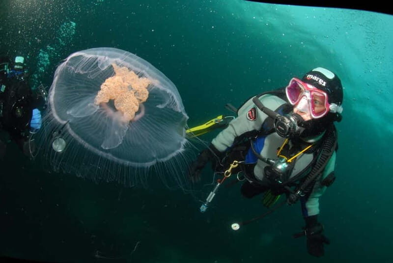 Lofoten: First Time Scuba Diving Experience - Breaking Down the Experience