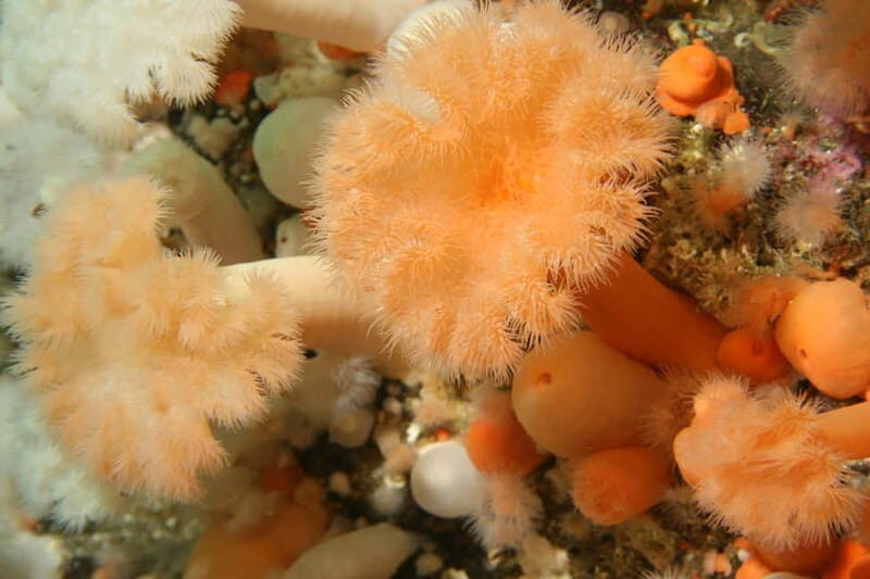 Lofoten: First Time Scuba Diving Experience - Who is This Tour Best For?