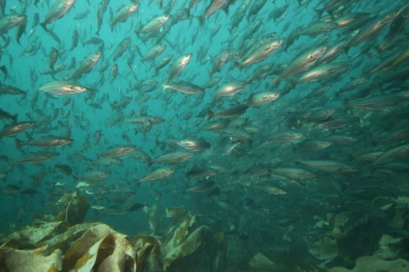 Lofoten: First Time Scuba Diving Experience - Final Thoughts