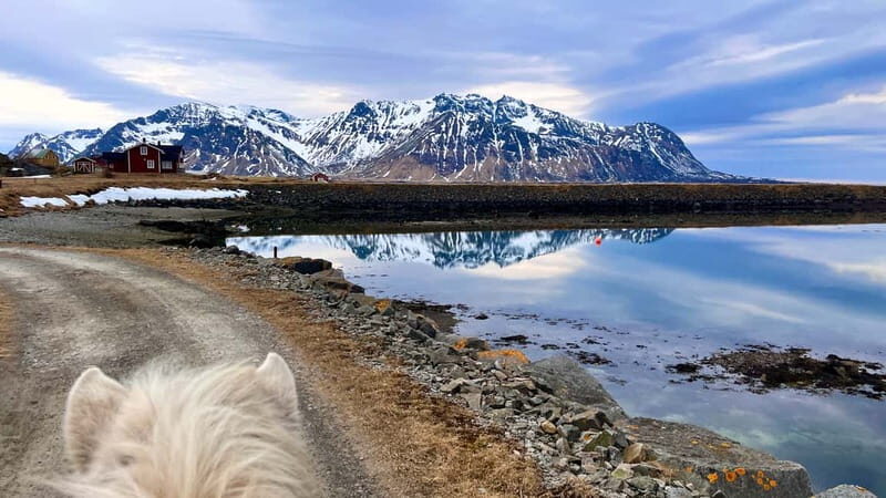 Lofoten: Guided Horse Riding Tour Over Hov and Hovsund - The Horses and Guides