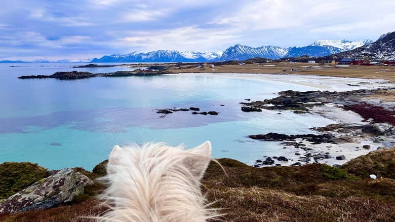 Lofoten: Guided Horse Riding Tour Over Hov and Hovsund - Price and Value