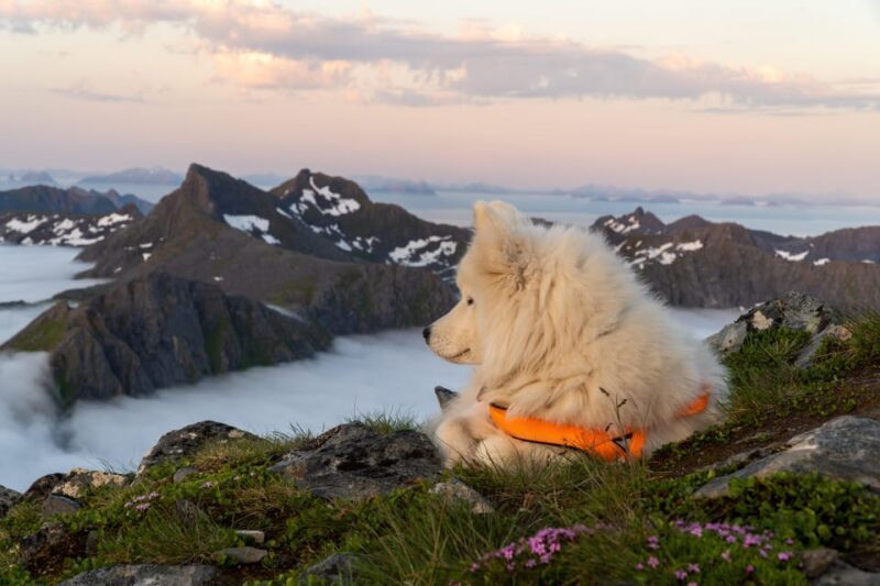 Lofoten Islands: Guided Hiking Into the Wilderness - Uphill - FAQ