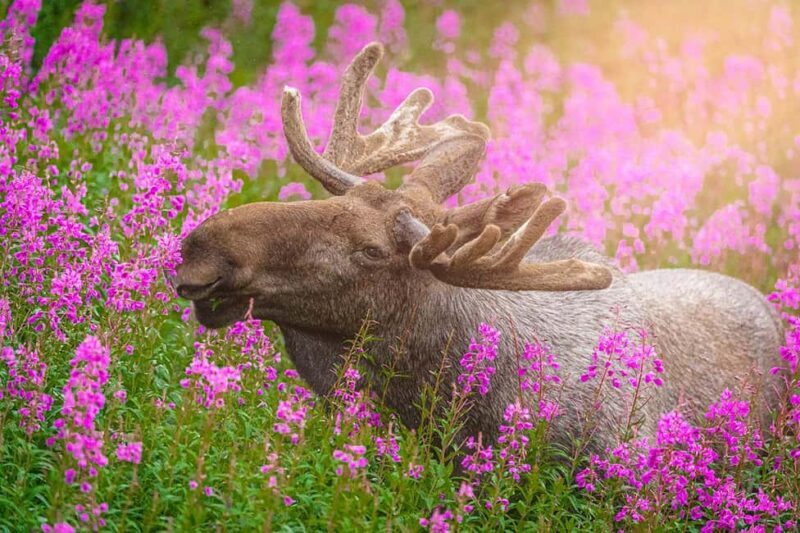 Lofoten: Midnight Magic Tour with Snacks and Drinks - Key Points