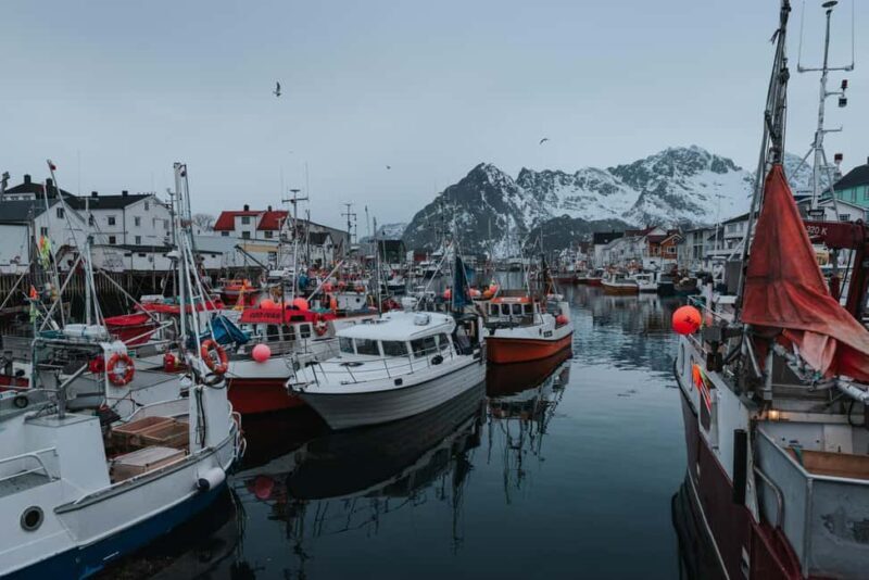 Lofoten Scenic Sightseeing Tour: Half day tour - Key Points
