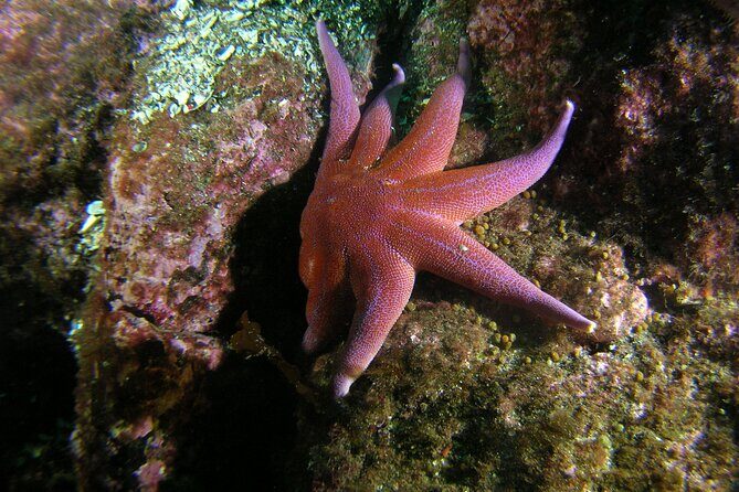 Lofoten Unique Snorkeling Experience in Dry Suit - Key Points
