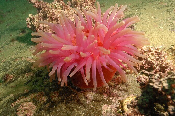 Lofoten Unique Snorkeling Experience in Dry Suit - Is It Family-Friendly?