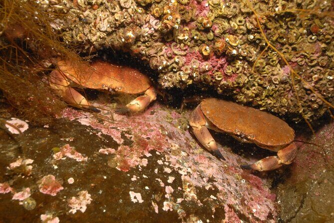 Lofoten Unique Snorkeling Experience in Dry Suit - The Benefits of Snorkeling in the Arctic